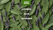 Alpine Sage - Daily Scent