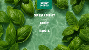 Spearmint Basil - Smooth Touch